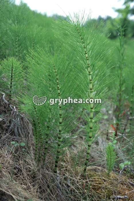 Grande Prêle - jeunes tiges stériles (Equisetum telmateia)  - gryphea.com